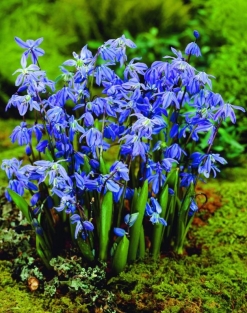 Scilla Siberica